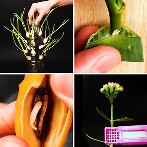 33M views · 11K reactions | Simple tricks to make any plant grow and your garden blossom.  | Bright Side | Facebook