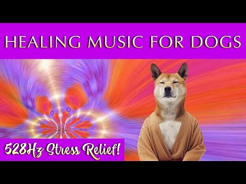 Healing Music for Dogs and Humans 🐾 528Hz Relaxation and Stress Relief