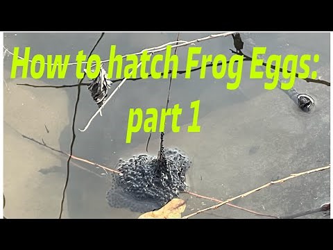 How to Hatch Frog Eggs: part 1