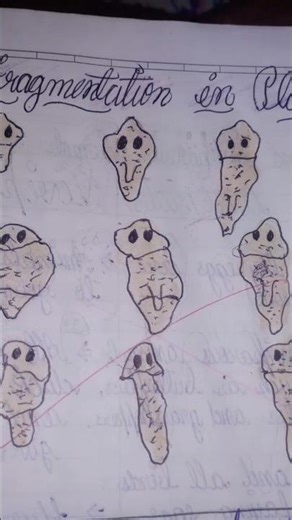 fragmention in planaria #trendingshorts