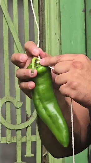 🌶️ How to Make a Hatch Chile Ristra 🌶️
