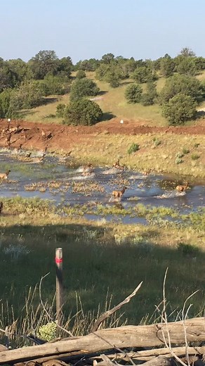 2017’; building the cobre haul road we filled a cattle pond with groundwater for water storage for dust suppression/compaction. Elk loved the fresh pond 👌🏽 | Carson Klemp