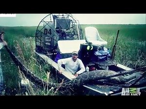 16 Foot Long Python Snake Swallows Deer Whole