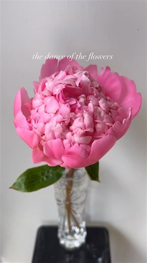 Galena Berkompas • Urban Flower Farm • Education on Instagram: "Sharing some spring color as a reminder that winter doesn’t last forever. 💐 Our winters here are dark and grey so most of the time I’m just dreaming about when the spring flowers will start showing up. These are some of my favorites: ranunculus, peonies, tulips, roses and anemones What’s the spring flower that you look forward to the most each year? . . . . . . #flowers #flowerfarm #cottagegarden #springflower #urbanfarming #garden