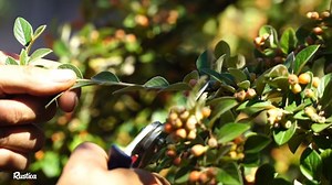 Bouture cotoneaster : Guide complet pour réussir à l'étouffée !