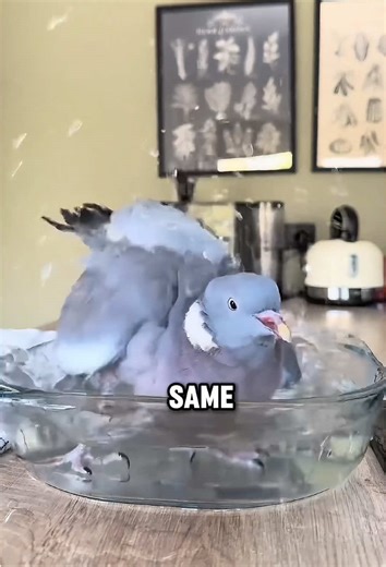 Discover the Waterproof Wonders of Bird Feathers