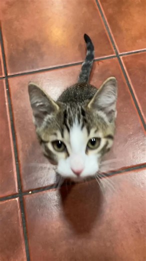 El primer gato de la historia que canta el waka waka🎶😂 #gato #shakira #gracioso | Lunalahuskyyy