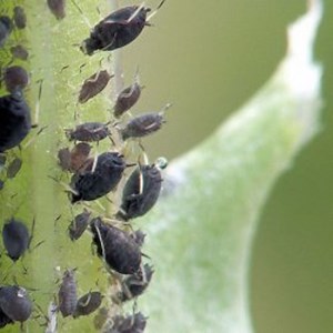 Biological control of the black bean aphid, Aphis fabae