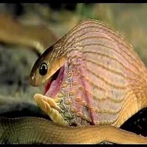 1.1M views · 9.6K reactions | A Snake Is Trying To Eat A Giant Egg Join our group : Animal World . Thank you so much ! #animals #fighting #amazinganimal | Wild Animals | Facebook