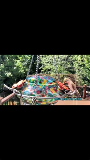 4.5K views · 136 reactions | Hummingbird Cam! Enjoy the view as my tiny visitors stop by for a sip! Feeder available here: https://amzn.to/3pg0zLI  #backyardchickens #petchickens #chickens #chickenkeeping #chickenyard #hummingbirds | The Chicken Chick | Facebook