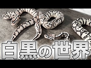 Fascinating Black and White Snake: Azanthic｜Ball Python Morph List