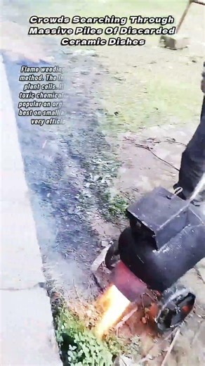 Powerful Flame Thrower Machine Removing Unwanted Weeds From Pavements