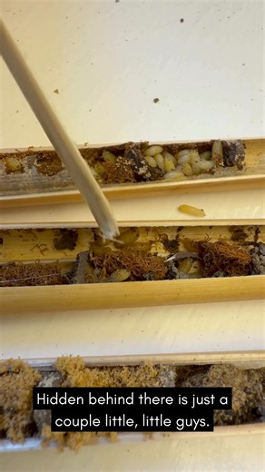 Close-up of Houdini fly larvae found during Mason bee cocoon harvesting. It's a kleptoparasite that steals your bees’ food supply and can wipe out next season’s population. Seal and freeze them before disposal to stop the cycle and keep your bees healthy. | Crown Bees