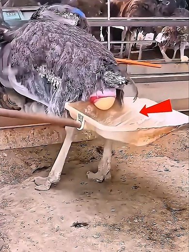 She Saved a Falling Ostrich Egg 🥚🦩😍