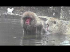 Schneeaffen baden heiße Quelle in Japan snow monkey in japan 長野県渋温泉 地獄谷野猿公苑