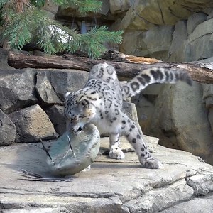 Time to enjoy some Choto vibes!🐾 | Milwaukee County Zoo