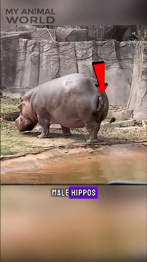 Why Do Hippos Spin Their Tails While Pooping? #HippoFacts #WeirdAnimalBehavior