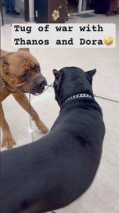 Tug of war with Thanos and Dora #shorts #ytshorts #dog #pets #canecorso #‪@ExplorerArayana‬
