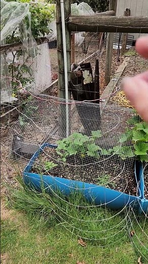 Urine as Fertilizer Experiment Change!