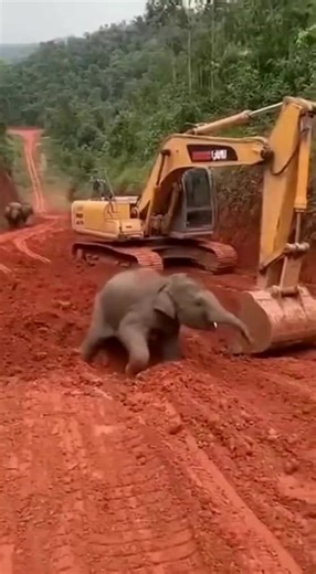 Wow😧 amazing Ai video 100m 🐶🐱🐭🐹🐰🦊🐻🐼🐻‍❄️🐨🐯🦁🐮🐷🐽🐸🐵🐔🐧🐦🐤🦆🦅🦉🦇🐺🐗🐴🦄🐝🪱🐛🦋🐌🐚🦟🐞🐜🪲🦗🕷🕸🐢🐍🦎🦖🦕🦂🦀🦑🐙🦞🦐🐠🐟🐡🐬🦈🐊🐆🐅🦓🦬🐃🐂🐄🦌🦛🐪🦒🦘🦣🦏🦍🐖🦙🐐🐏🐕🐩🦮🐈‍⬛🪶🐓🦤🦚🦜🦢🦩🕊🐇🐁🦝🦥🦡🦫🐾🐲 wow amazing this ai real video 100m view 🔥 #animalsoftiktok #ai #wildlife #petlife #Nature