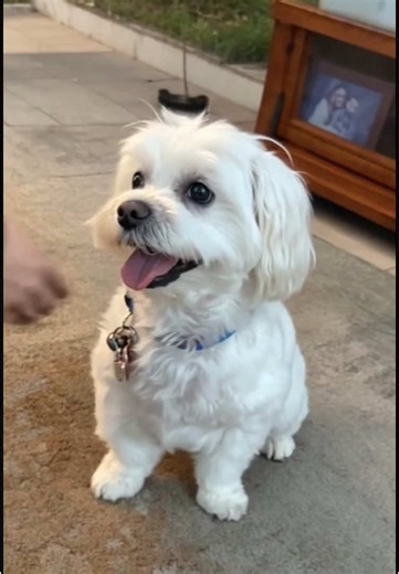 🤣 I’m done! #maltese #cute #doglover #😂 #dogsoftiktok #CapCut #aifilter