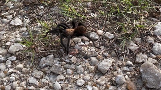 159K views · 1K reactions | Jon Yoder spotted this tarantula near his brother's ranch in Barber County, Kansas. The males emerge en masse this time of year looking for mates. | KAKE News | Facebook