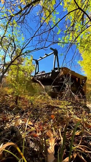 Extreme Tree Removal Using a Forestry Mulcher Operation E