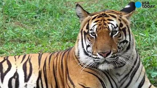 Tiger kills U.K. zookeeper in enclosure