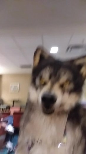 Ascari Husky on TikTok