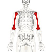 Anatomía del húmero