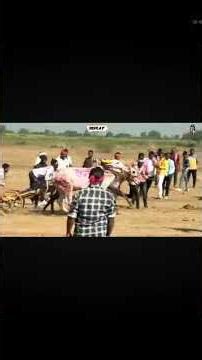 सर्जा आणि भारत! गट पास !9/12 खटाव मैदान