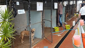 TOOWOOMBA - we want to do more for you and with you. We're working on an upgrade to our adoption centre so we can do just that and YOU can be a part of it all. For a limited time, you can make your mark on the new shelter by donating $250 to our limited Pave The Way initiative. Your name will be etched in stone and used in the walkway of the new adoption centre. This is a perfect gift for friends or family, a memorial for an animal companion, or simply as a tribute to your family name www.rspcaq