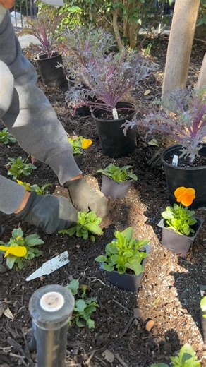 Did you know pansies thrive in cool weather? 🍂 They’re one of our favorite ways to bring lasting color to fall and winter landscapes — bright, cheerful, and hardy enough to handle those chilly mornings.✨ It’s amazing how something so small can completely transform a space!👉 Where would you add pansies — flower beds or planters? #ArdentLandscape #FallColor #PansySeason #TexasLandscaping #GardenDesign #OutdoorLiving #LandscapeDesign #FallFlowers #GardenInspiration #LandscapeLove | Ardent Landsca