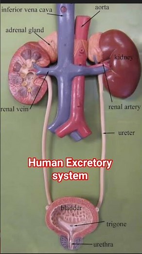 HUMAN( EXCRETORY) SYSTEM // ANIMATION