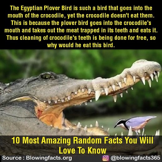 145K views · 4.9K reactions | 10 Most Amazing Random Facts EP-26 | Facts that will blow your mind | Facebook