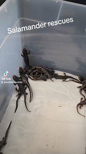 3.4K views · 62 reactions | These little cuties are a hybrid axolotl/barred tiger salamander. They were apparently rescued from their creator by a kind heart who wanted to save them from being fed to a racoon! She has given them to me since I have more experience with terrestrial salamanders. Time to get them home and set up! | Northern Axolotls | Facebook