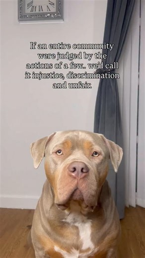 6.4K views · 1.2K reactions | If it sounds cruel when it’s about humans… why is it acceptable when it’s about dogs?凉 XL Bullies are not statistics. They’re family.. Discrimination is never justice. #xlbullypuppy #xlbullies #xlbullynation #xlbulliesofinstagram #endbsl #endbsl #dogsofinstagram #dogsoffacebook #dogsofinsta #dogsofinstaworld #dogsoftheday #dogsoftheworld #fyp #fy #fypreelsシ゚ #fypageシ゚ | Mekoxlbully | Facebook