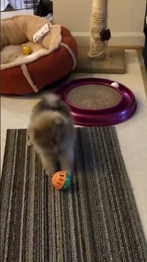 adorable Pomeranian Puppy's Funny Short Video