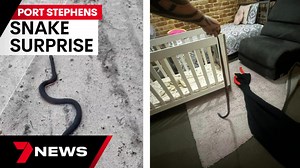 Venomous snake found under baby's cot