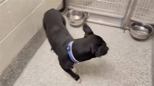 💙Jett made it out alive thanks to his rescue https://linktr.ee/dorene02865?utm_source=linktree_profile_share&ltsid=49f082f5-a2c0-4ba3-b938-60ee1d5bd7aa&fbclid=IwQ0xDSwLBJwRleHRuA2FlbQIxMAABHpT6sIqBG7wXXzLSMfuaDIzlbjLFz_1pEH1SNIVUrOCfRJZK3XrD1ZxBKkuS_aem_MER7DTGVl_L0phLFezjaoQ Please mention Jett when honoring 𝟐𝐍𝐃 𝐏𝐎𝐒𝐓 ⚠️𝐋𝐀𝐒𝐓 𝐂𝐀𝐋𝐋!! ⚠️❌🆘𝐏𝐔𝐏𝐏𝐘 𝐉𝐄𝐓 𝐍𝐄𝐄𝐃𝐒 𝐀 𝐇𝐎𝐋𝐃 𝐁𝐘 𝟖𝐀𝐌 𝐅𝐑𝐈𝐃𝐀𝐘 𝟏𝟎/𝟑𝟏 𝐎𝐑 𝐇𝐄 𝐖𝐈𝐋𝐋 𝐁𝐄 𝐄𝐔𝐓𝐇 𝐅𝐎𝐑 𝐒𝐏𝐀𝐂𝐄!💔‼️ ‼️ This beaut