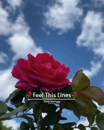 61K views · 1.8K reactions | - Golden Words! 鹿 | Deep Ｍｅｍｏｒｙ | Facebook