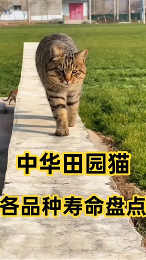 新手养猫🐱要知道！中华田园猫🐱寿命有多少年？ #pets #主人 #寵物日常 #cat #猫咪寿命 #貓咪 #貓咪日常 #萌寵 #猫咪行为 #cute