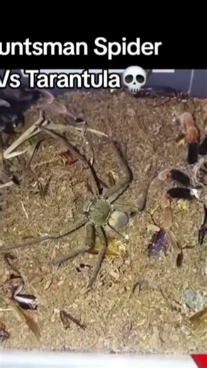 Tarantula vs Hunt Spider epic battle 🔥 #animalbattle #insects
