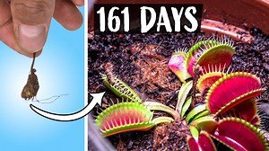 Growing Venus fly trap plant time lapse (161 days)