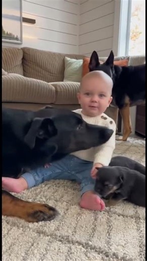 Baby Playing with German Shepherd 🐶💖 | Cutest Friendship Ever! #baby #shorts