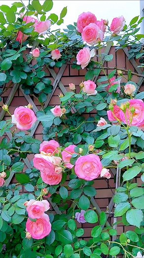 Amazing nature🌿🍃 flowers 🌸🌺🌻🌹🌷🌼💐 . . . . #naturelover #naturephotography #naturelovers #photography #landscape #photooftheday #perfection #travel #travelphotography #wildlife #love #flowers#ig #sunset #landscapephotography #instagood #photo #macro #beautiful #picoftheday #mountains #sky #birds #hiking #instagram #photographer #naturephoto #forest #wanderluster | nature care