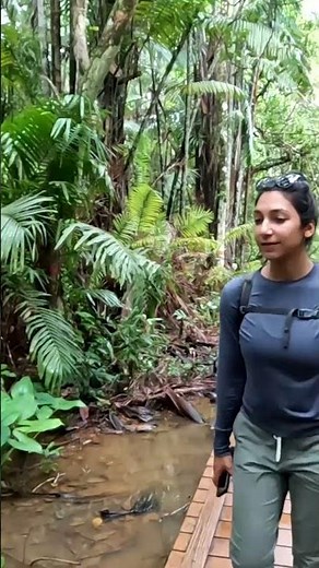 Hiking Through Bako National Park, Borneo 🌿 #bakonationalpark #borneo #malaysiatravel