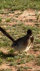 477K views · 11K reactions | Zip, zap, snack attack!  Roadrunners are more than just speedy - they’re skilled hunters. From bugs to lizards (even mice!), these ground-running birds dominate the desert with quick feet and sharp beaks. : Teri Folkner : Palo Duro Canyon State Park - Texas Parks and Wildlife #WildlifeWednesday #TexasStateParks | Texas State Parks | Facebook