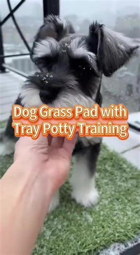 Snowy Days = No More Walks!Apartment Dogs Love This Grass Pad!#dog #videowave #potty #loobani #petparent