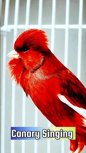 Best Canary Training | Canary Singing #galerikenariindonesia #birdsinging #canary #kenari3in1
